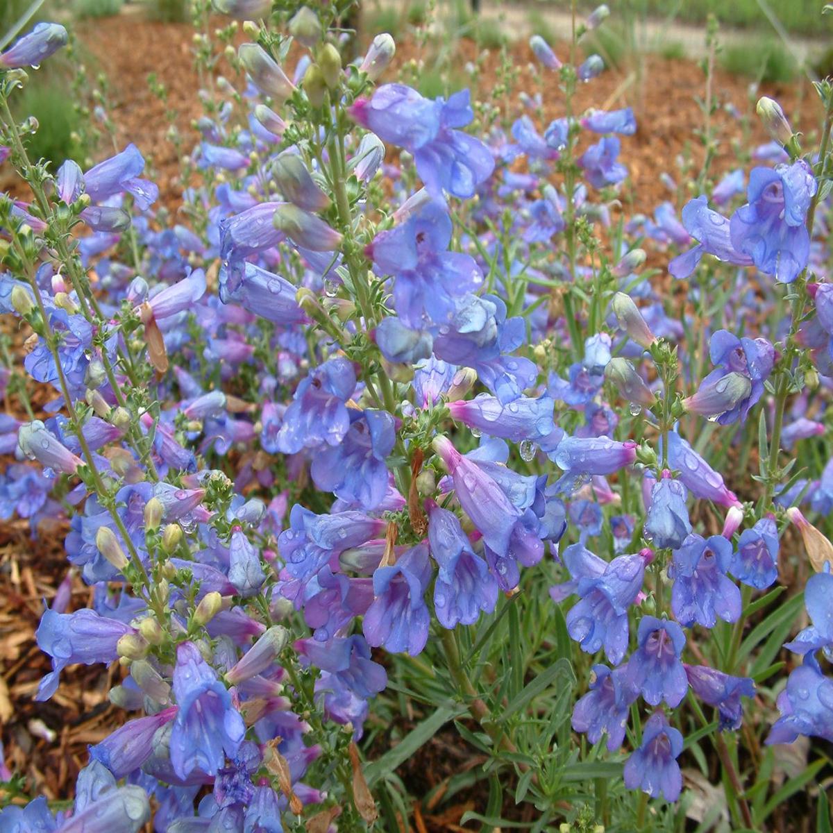 Penstemon Heterophyllus Flower Seeds for Planting  Heirloom, Non-GMO, Wildflower Organic Garden Seeds