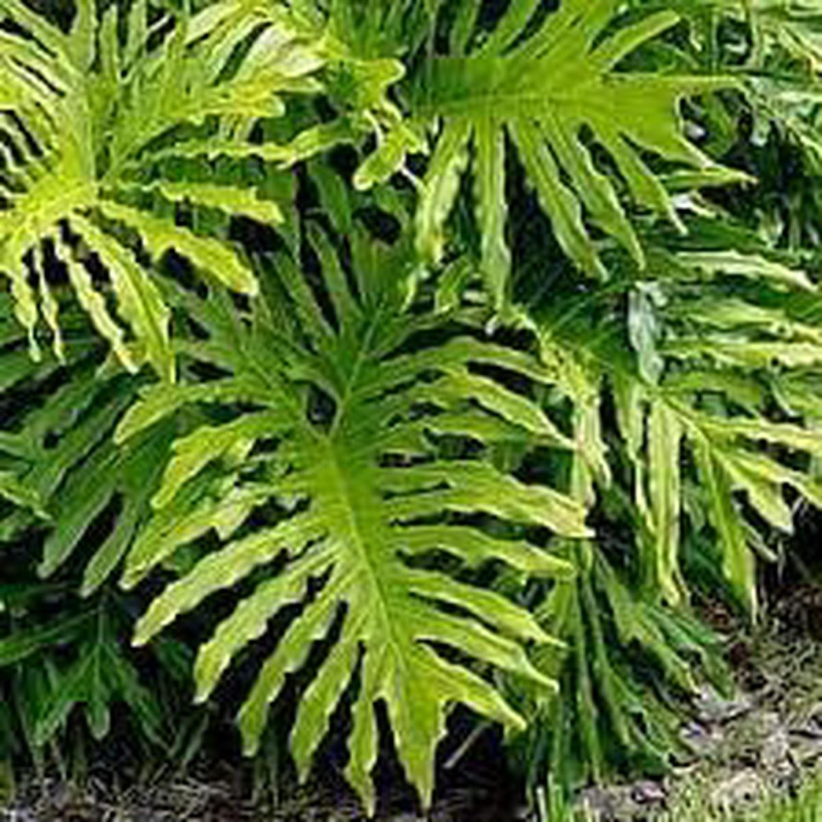 Philodendron Flower seeds for Planting – Shade Tolerant, Heirloom & GMO Free Seeds for Home Garden