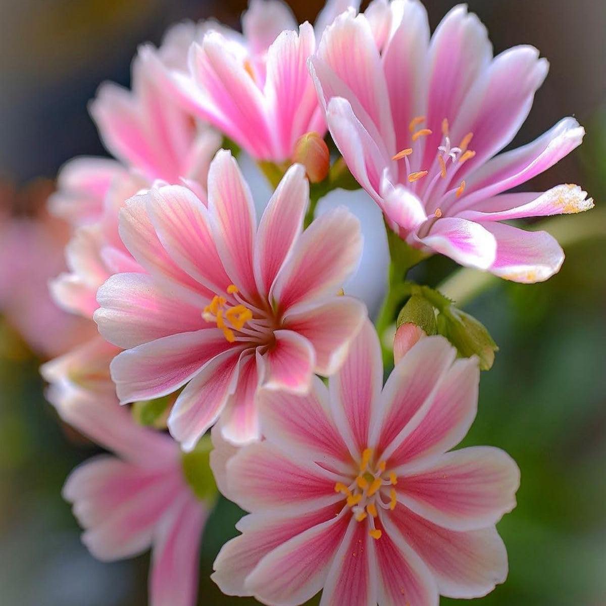 Pink Lewisia Flower Seeds for Planting  Heirloom, Non-GMO, Organic Cut-Flower Garden Seeds