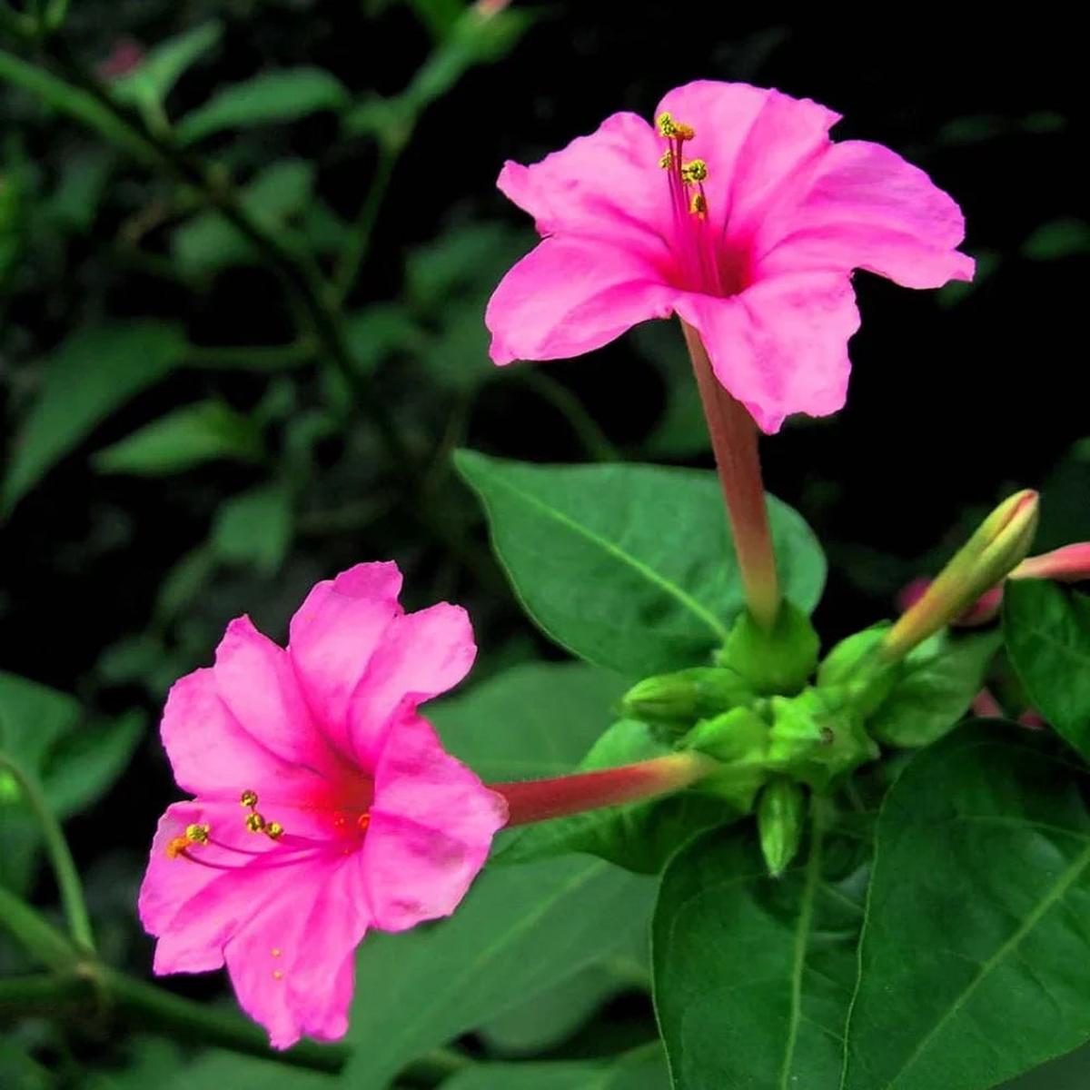 Pink Mirabilis Jalapa Flower seeds for Planting – Fragrant Blossoms, Heirloom & GMO Free Seeds for Home Garden