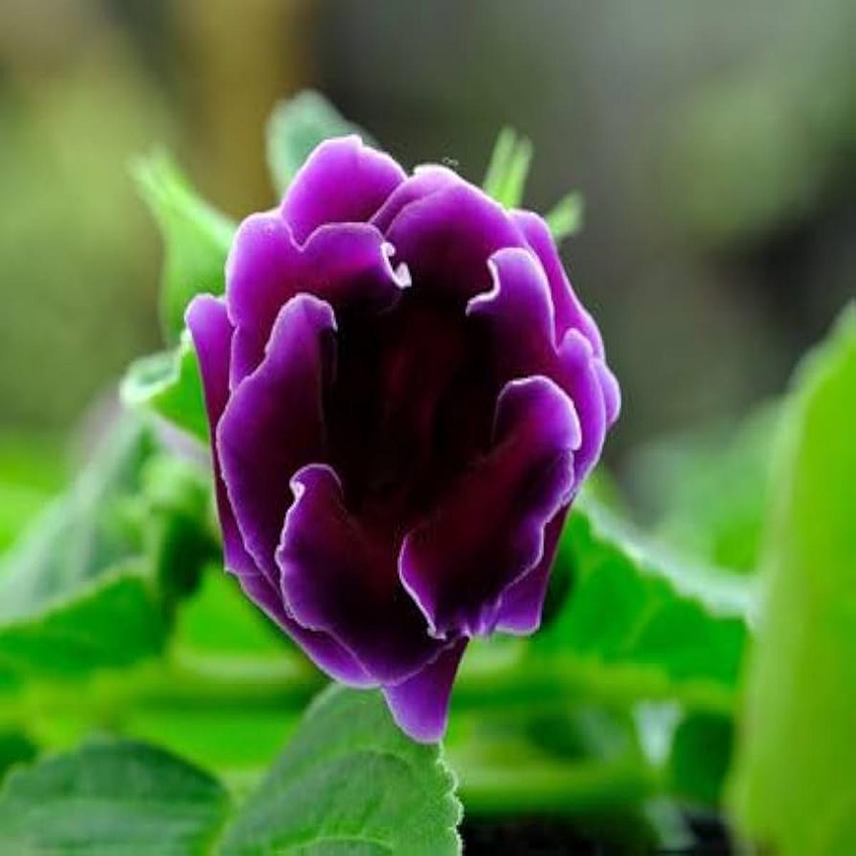 Pink Purple Gloxinia Flower seeds for Planting – Compact Growth, Heirloom & GMO Free Seeds for Home Garden