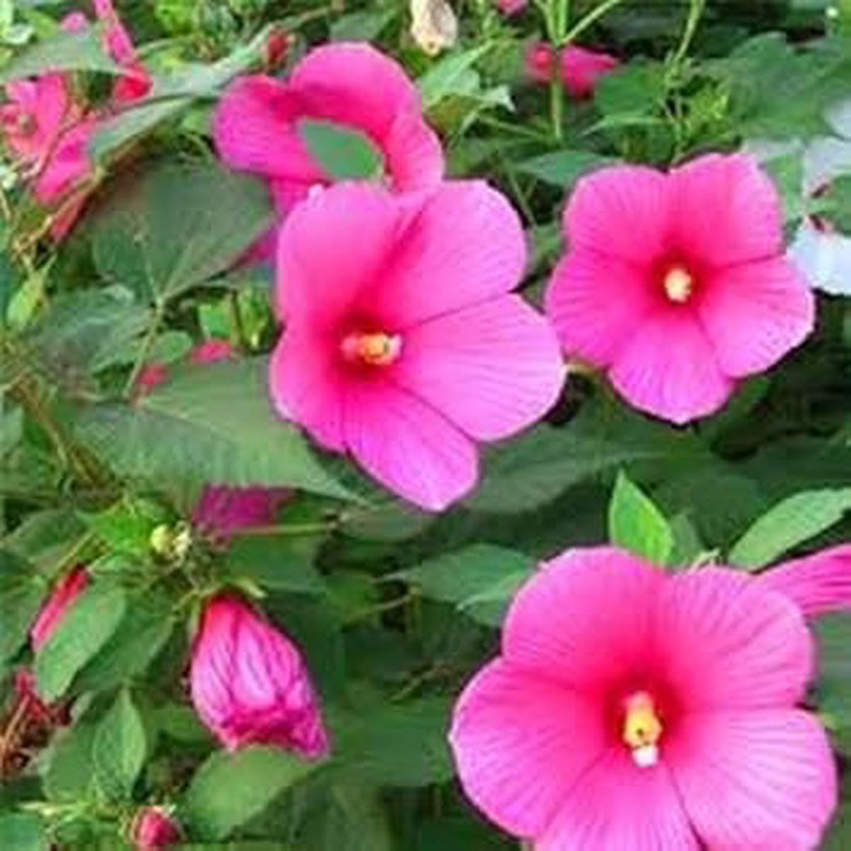 Pink Trimestris Flower Seeds for Planting  Wildflower Mix, Heirloom, Non-GMO, High Germination Organic Garden Seeds