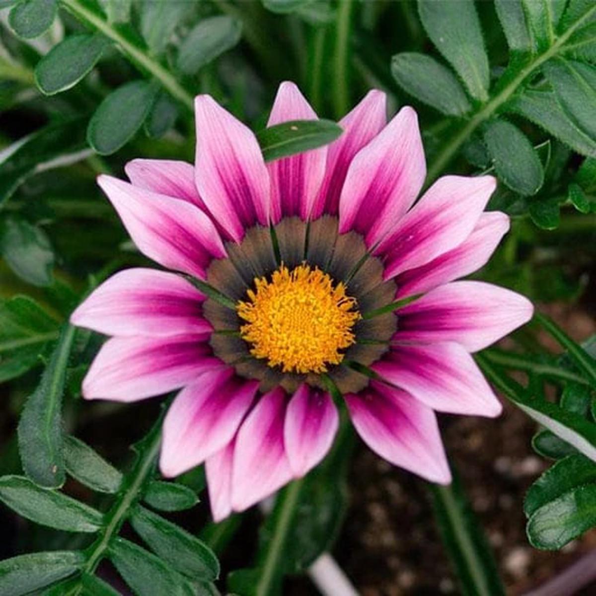 Pink White Gazania Flower Seeds for Planting Heirloom, Non-GMO, High Germination Organic Garden Seeds