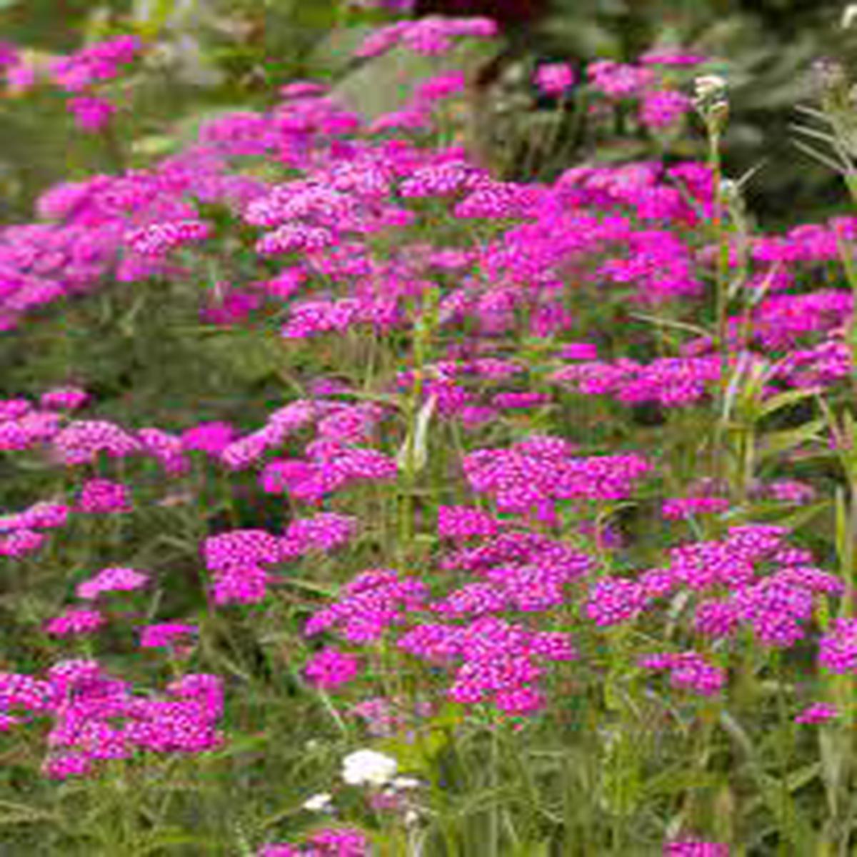 Pink Yarrow (Achillea millefolium) Flower Seeds for Planting  Heirloom, Non-GMO, Perennial, Drought-Tolerant