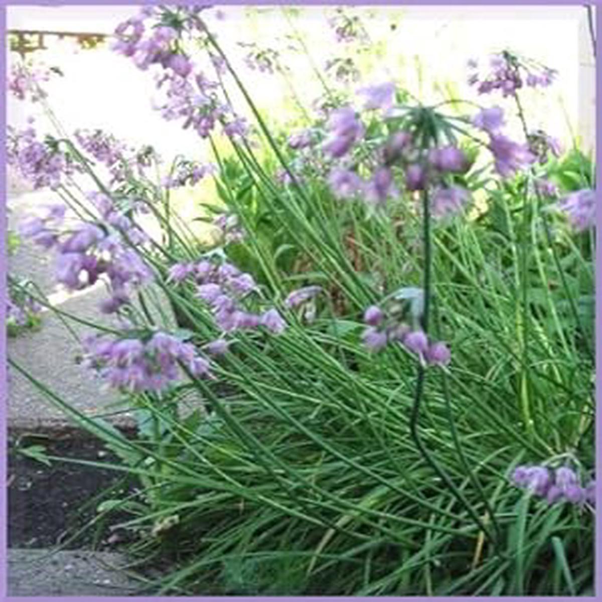 Purple Cernuum Flower seeds for Planting – Hardy Variety, Heirloom & GMO Free Seeds for Home Garden