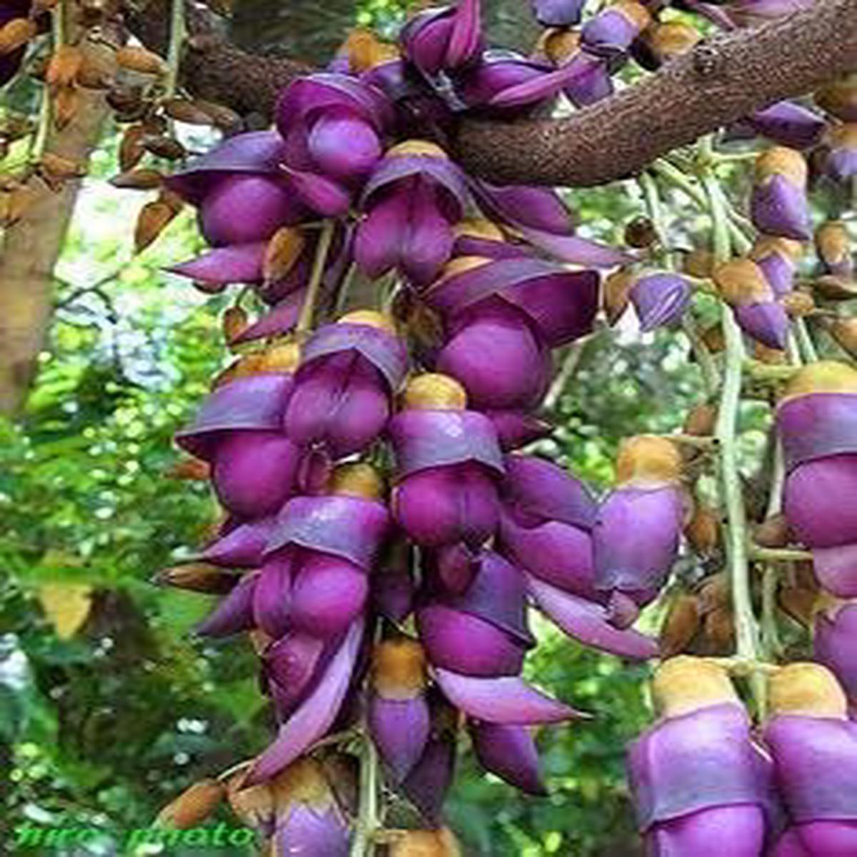 Purple Strongylodon Flower Seeds for Planting  Heirloom Non-GMO Organic Garden Seeds with High Germination