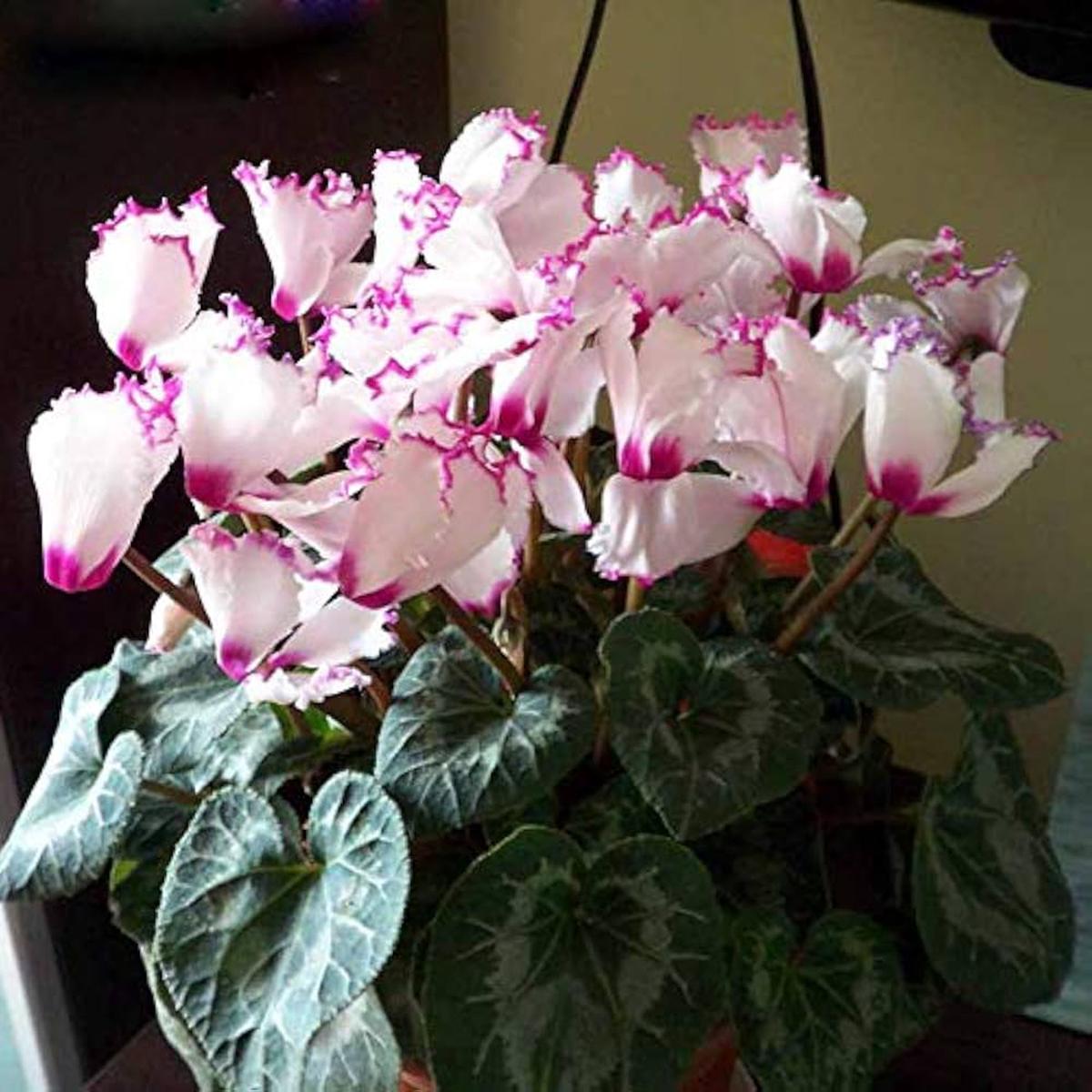 Purple White Cyclamen Flower Seeds for Planting Heirloom, Non-GMO, High Germination Organic Garden Seeds