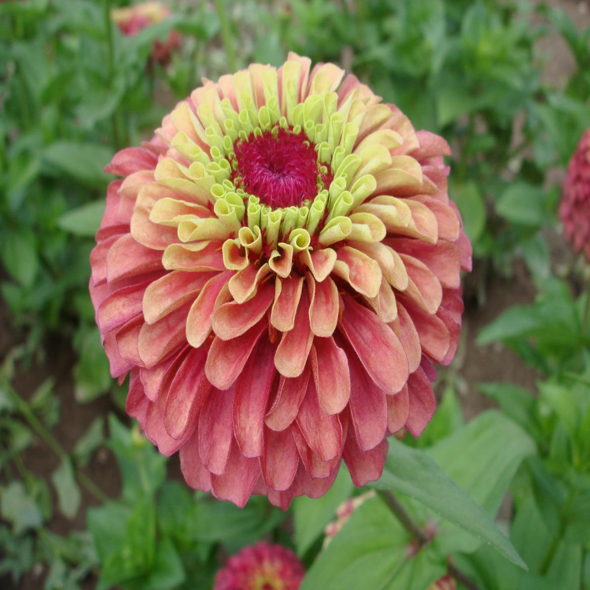 Queeny Lime Red