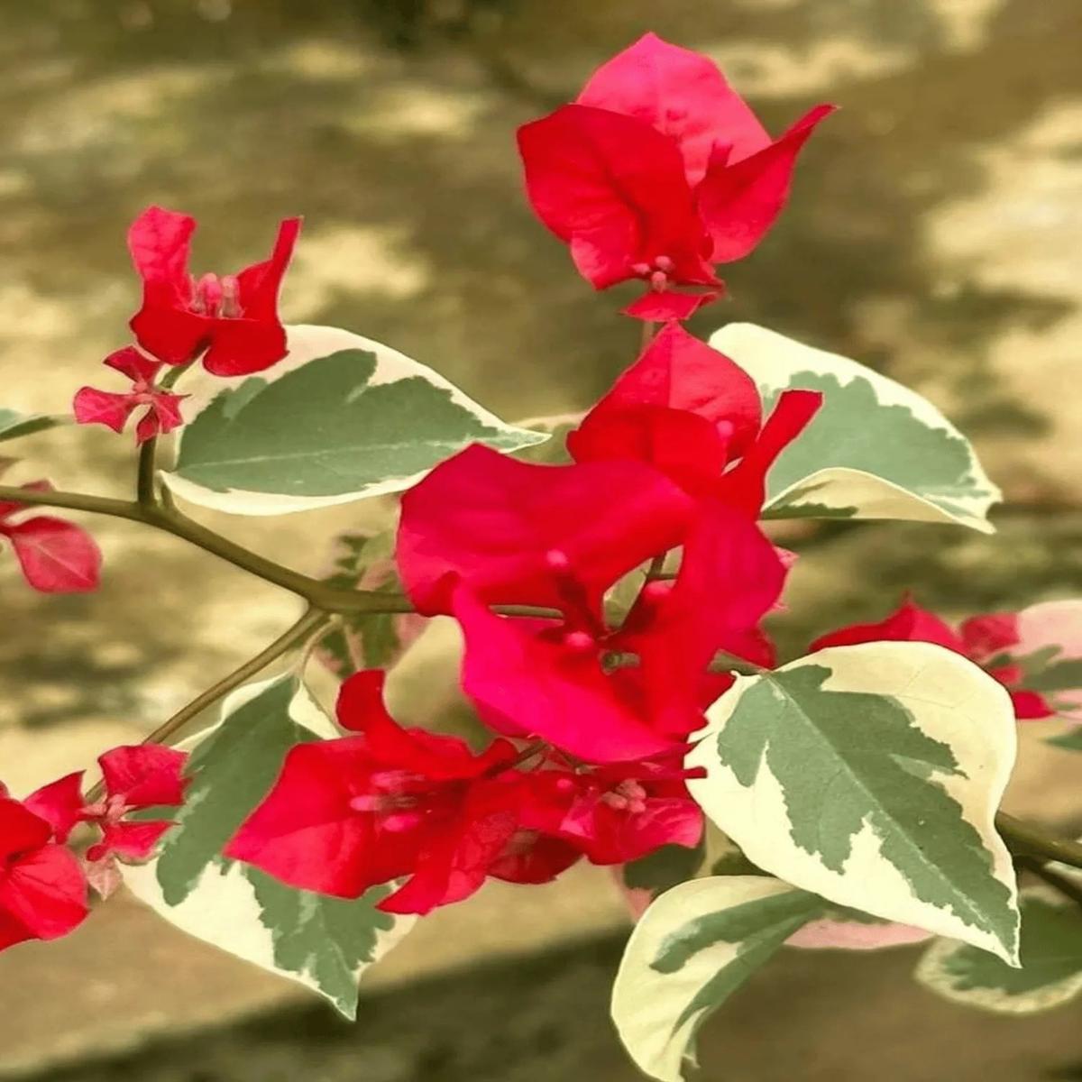 Red Bougainvillea Flower Seeds for Planting  Heirloom, Non-GMO, High Germination Seeds