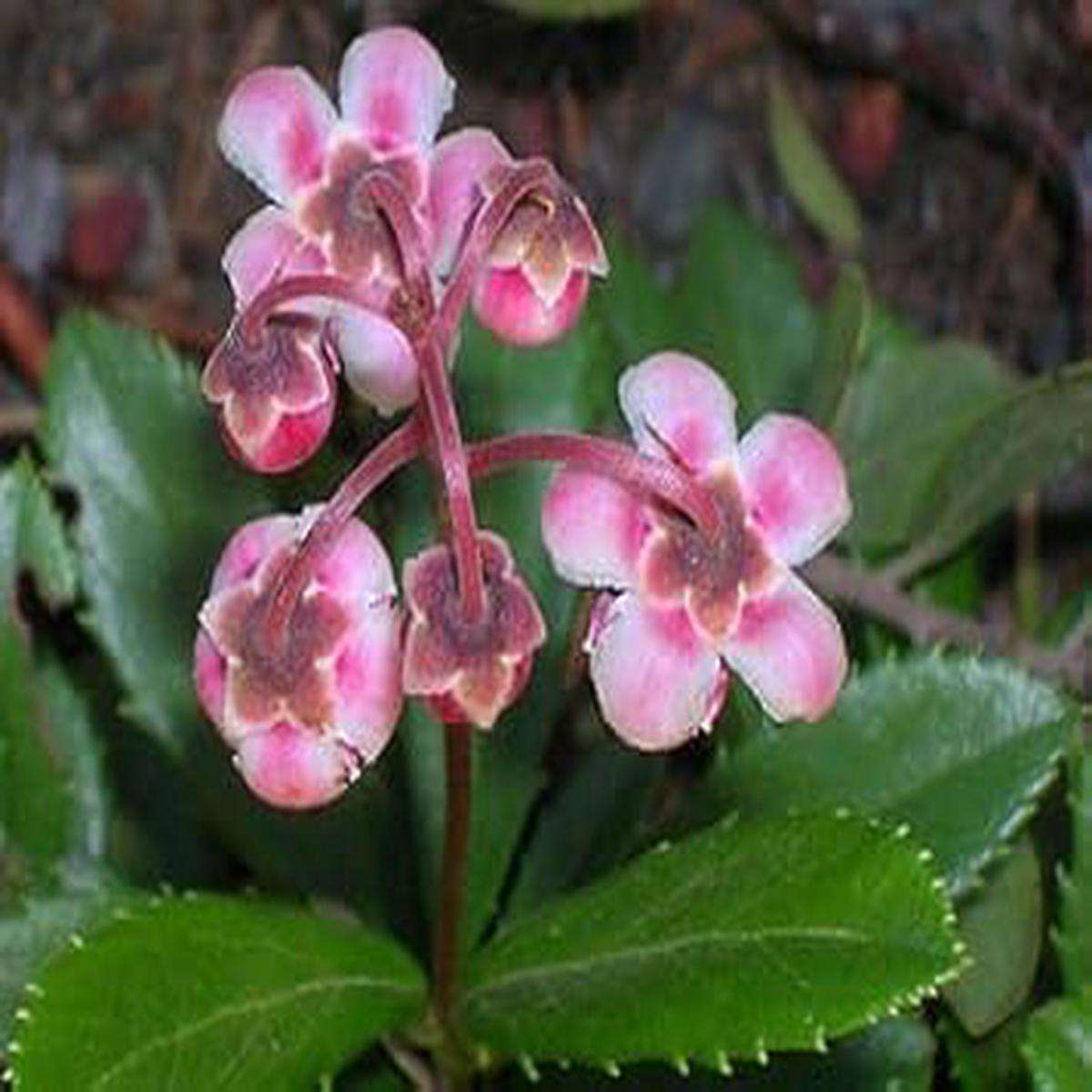 Red Chimaphila Flower Planting Seeds for Garden  Non-GMO, Heirloom, High Germination Seeds