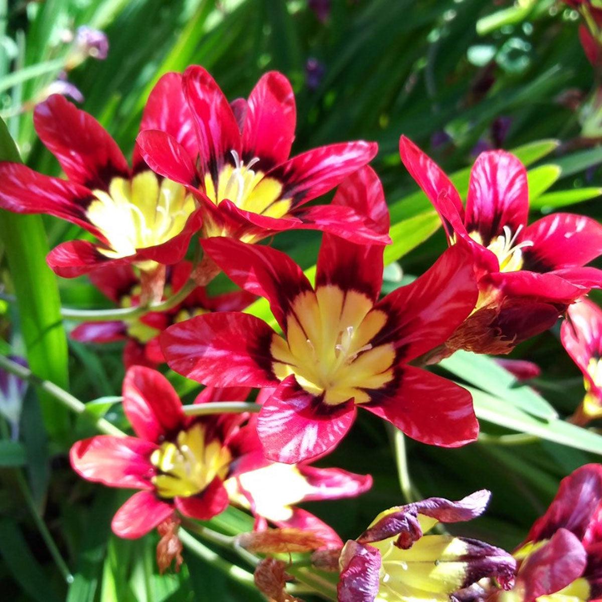 Red Harlequin Flower Seeds for Planting Heirloom, Non-GMO, Easy to Grow, Colorful Blooms