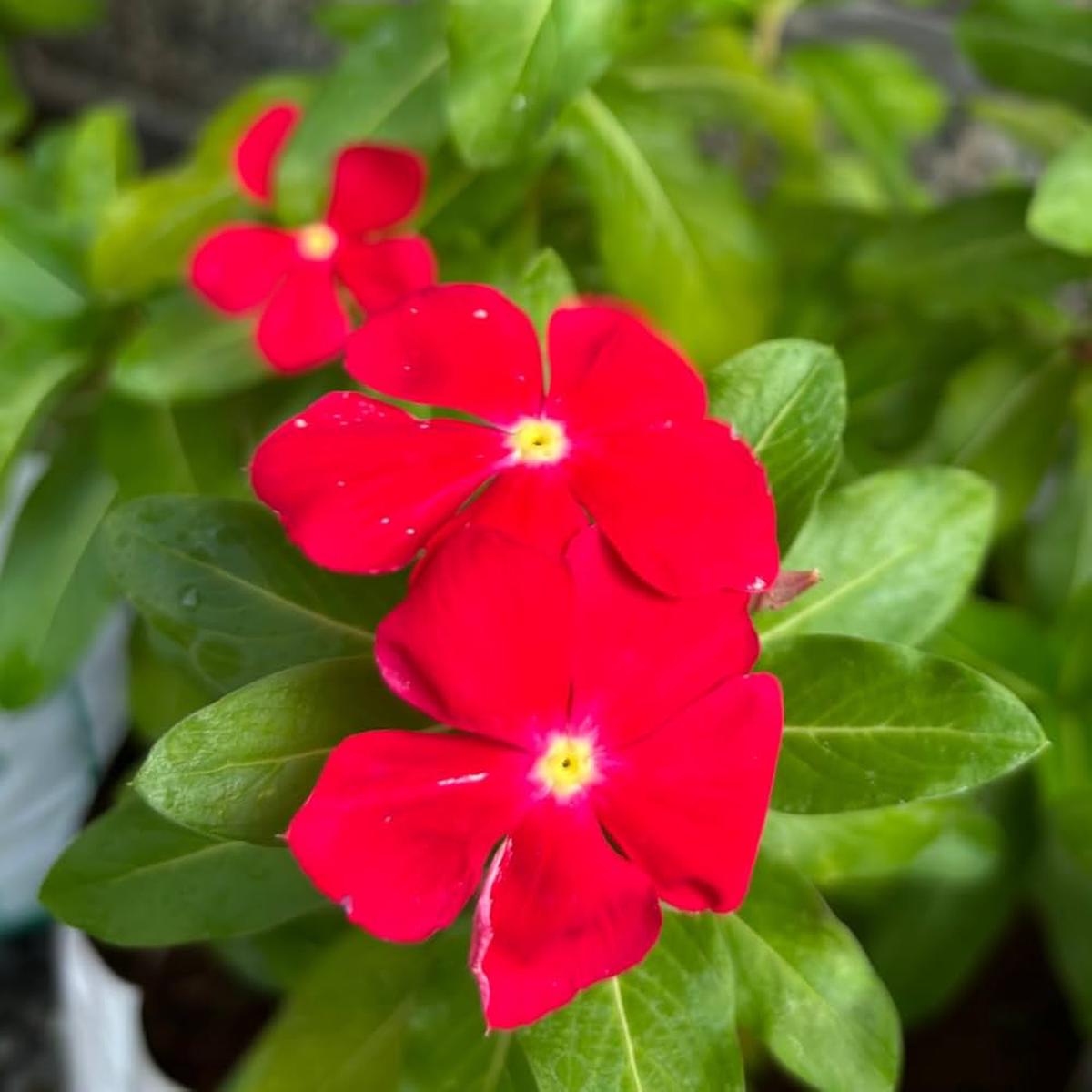 Red Madagascar Periwinkle Flower Seeds for Planting Heirloom, Non-GMO, Easy to Grow, Summer Blooms