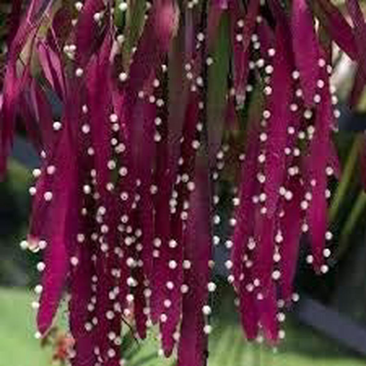 Red Mistletoe Cactus Rhipsalis Seeds Heirloom Non-GMO Succulent for Home Garden Planting