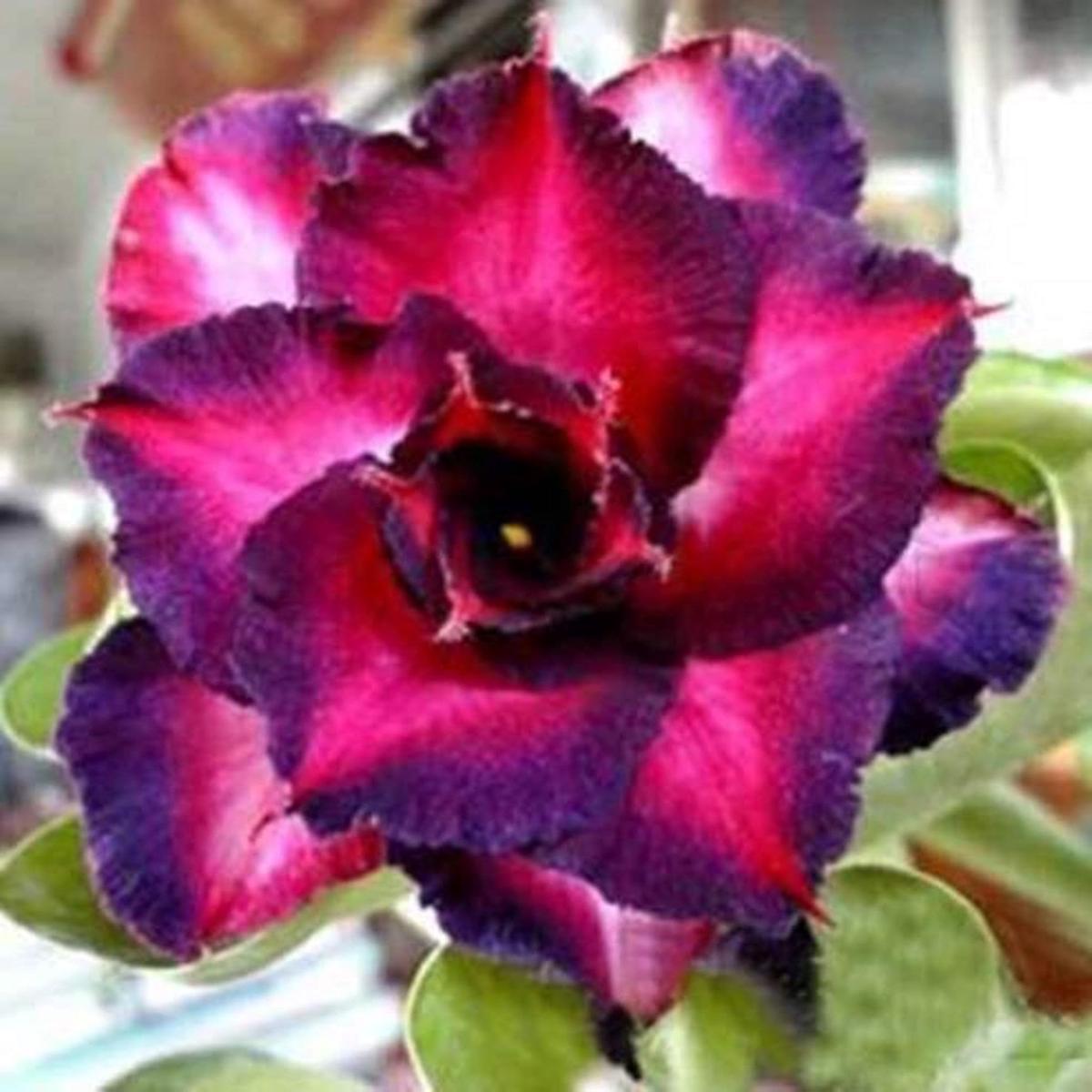 Red Pink Adenium Seeds for Planting  Organic, Heirloom, Non-GMO, High Germination Flower Garden Seeds
