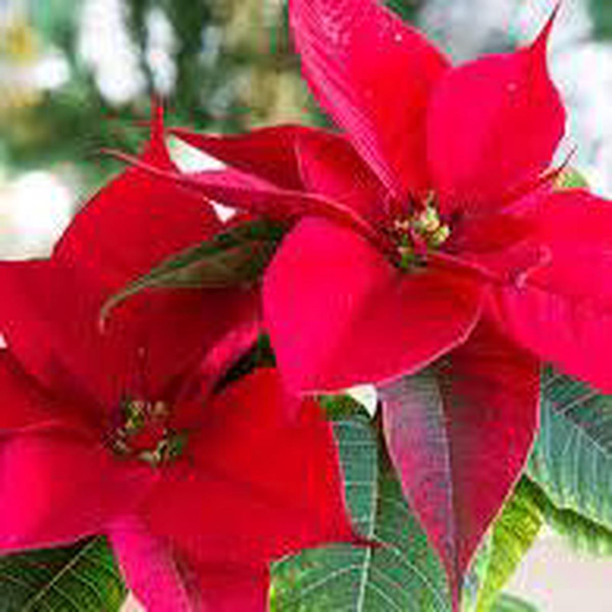 Red Poinsettia Flower Seeds for Planting – Fragrant Blooms, Heirloom, Non-GMO & High Germination Garden Seeds