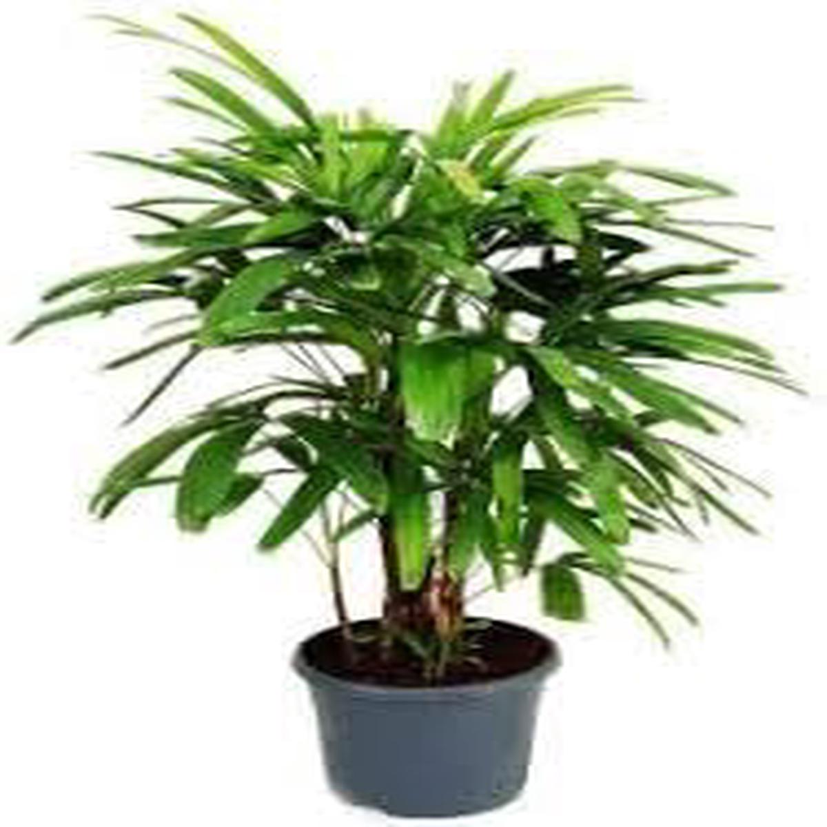 Rhapis Flower seeds for Planting Premium Quality Heirloom & GMO Free Seeds for Home Garden