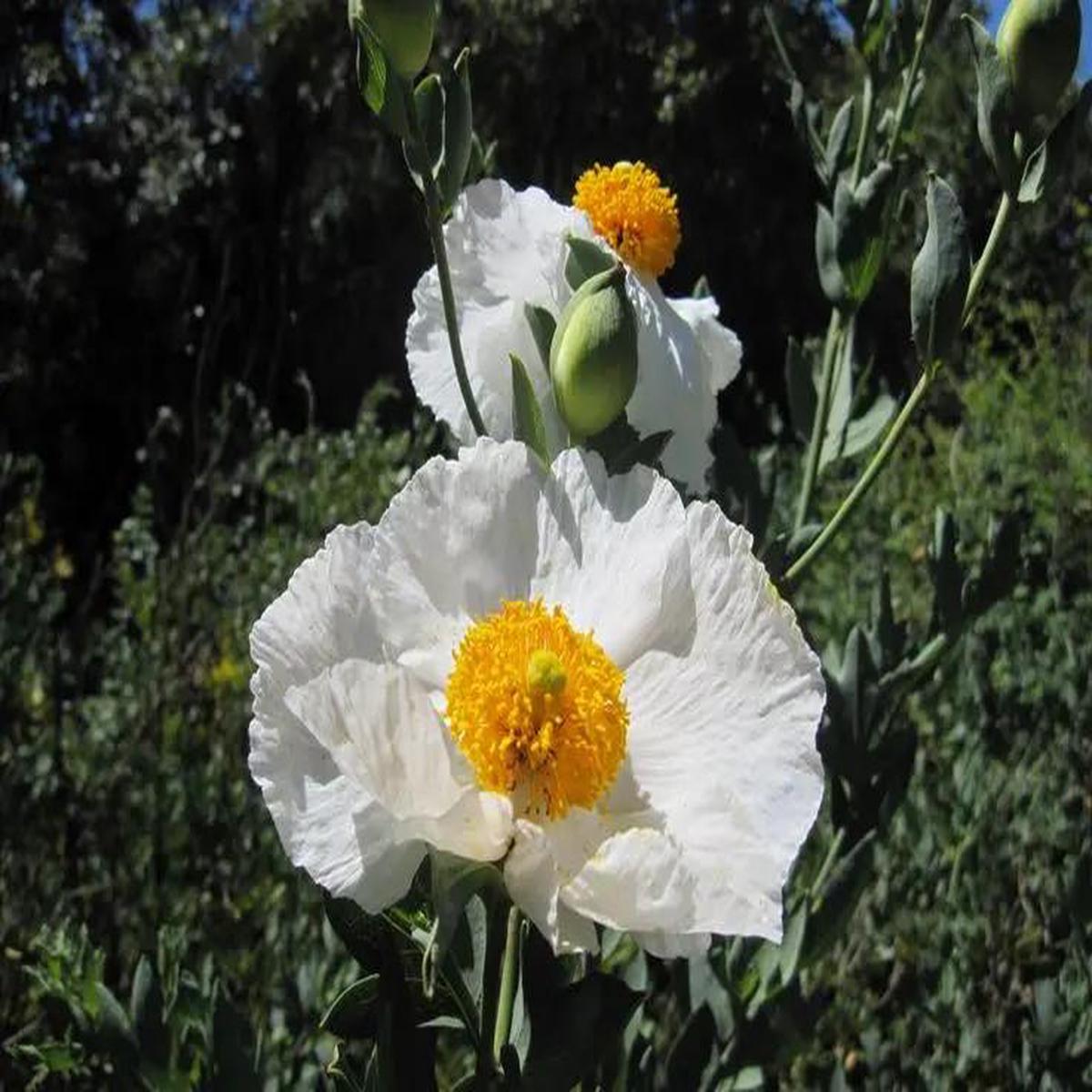 Romneya Coulteri Matilija Poppy Flower Seeds for Planting NON GMO Seeds