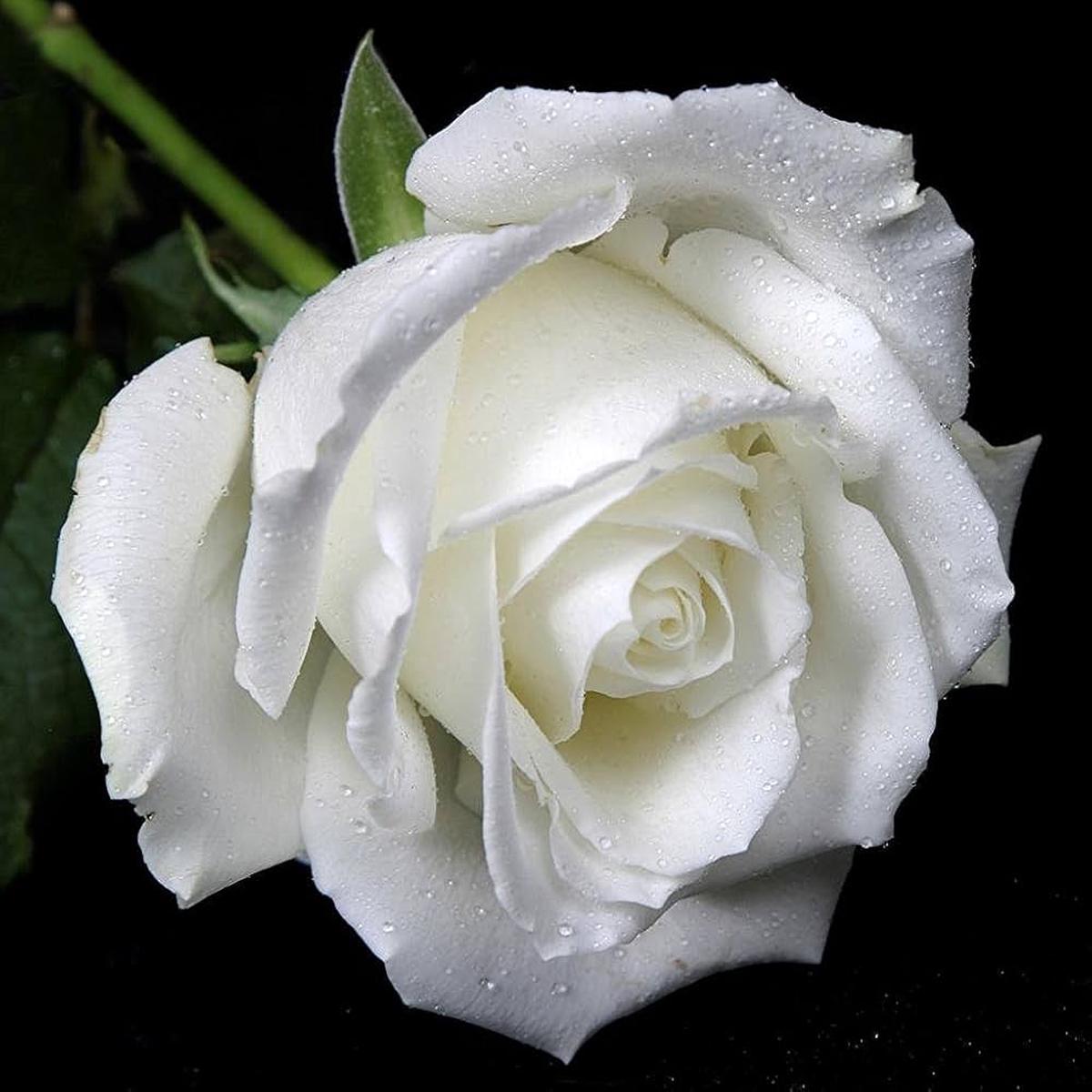 Rose Flower Seeds for Timeless Garden Elegance