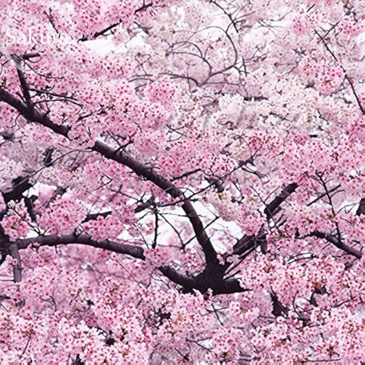 Sakura Prunus serrulata flower seeds for home garden and bonsai planting