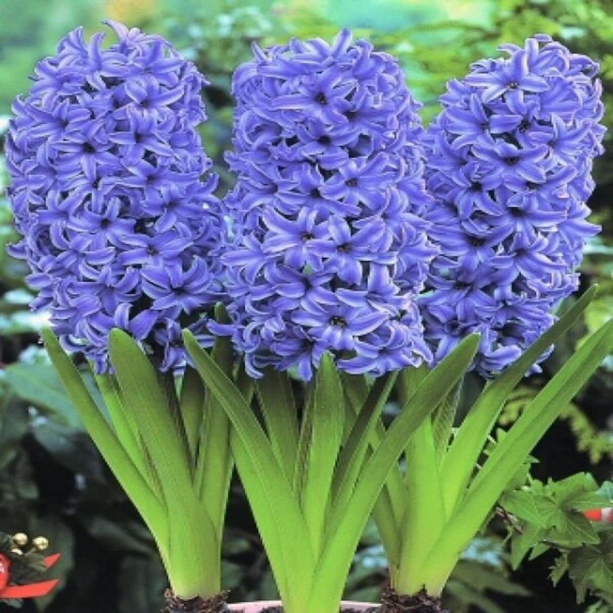 Sky Blue Hyacinthus Orientalis Flower Seeds  Heirloom Non-GMO High Germination Seeds for Planting Garden Blooms