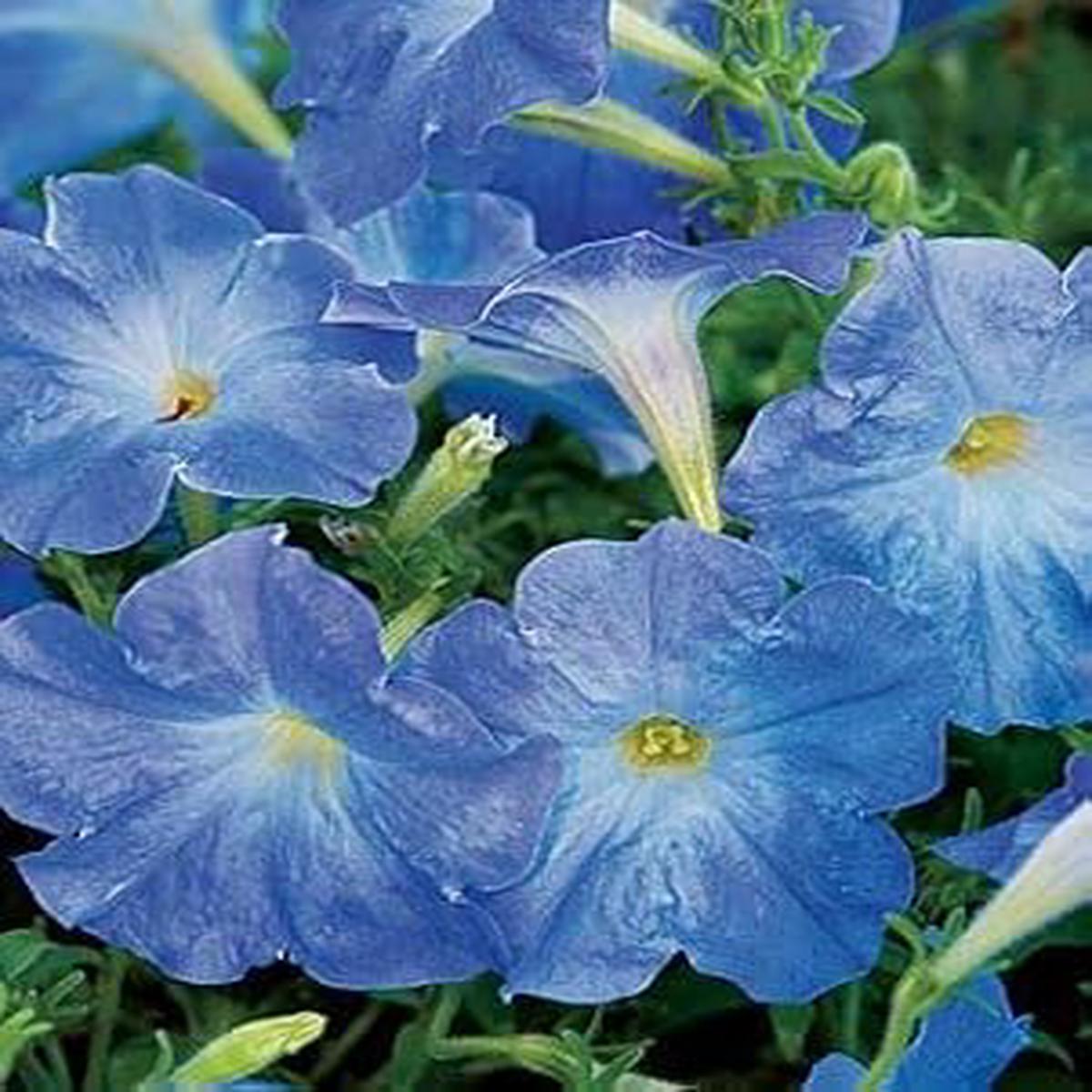 Sky Blue Petunia Flower Seeds for Planting – Heirloom, NON-GMO Seeds – Beautiful Garden Blooms