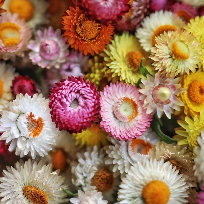 Strawflower Seeds (Dwarf) – Tom Thumb Mix