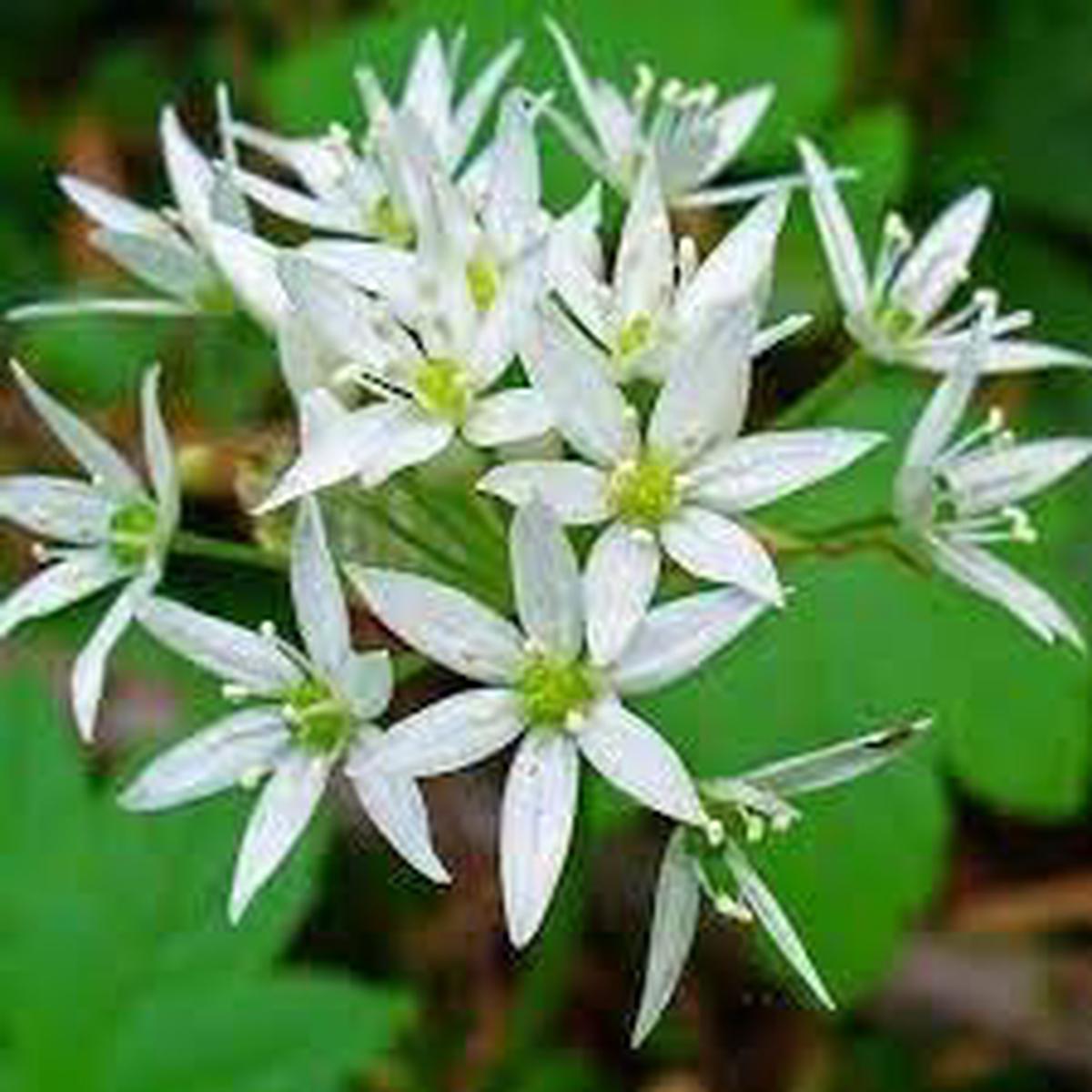 Ursinum Flower Seeds for Planting  Wild Garlic Blooms  Heirloom, Non-GMO, High Germination