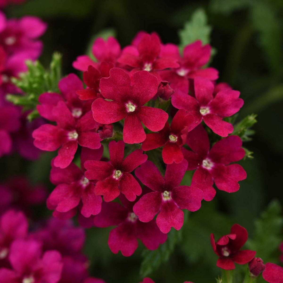 Verbena Seeds – Quartz XP Bordeaux