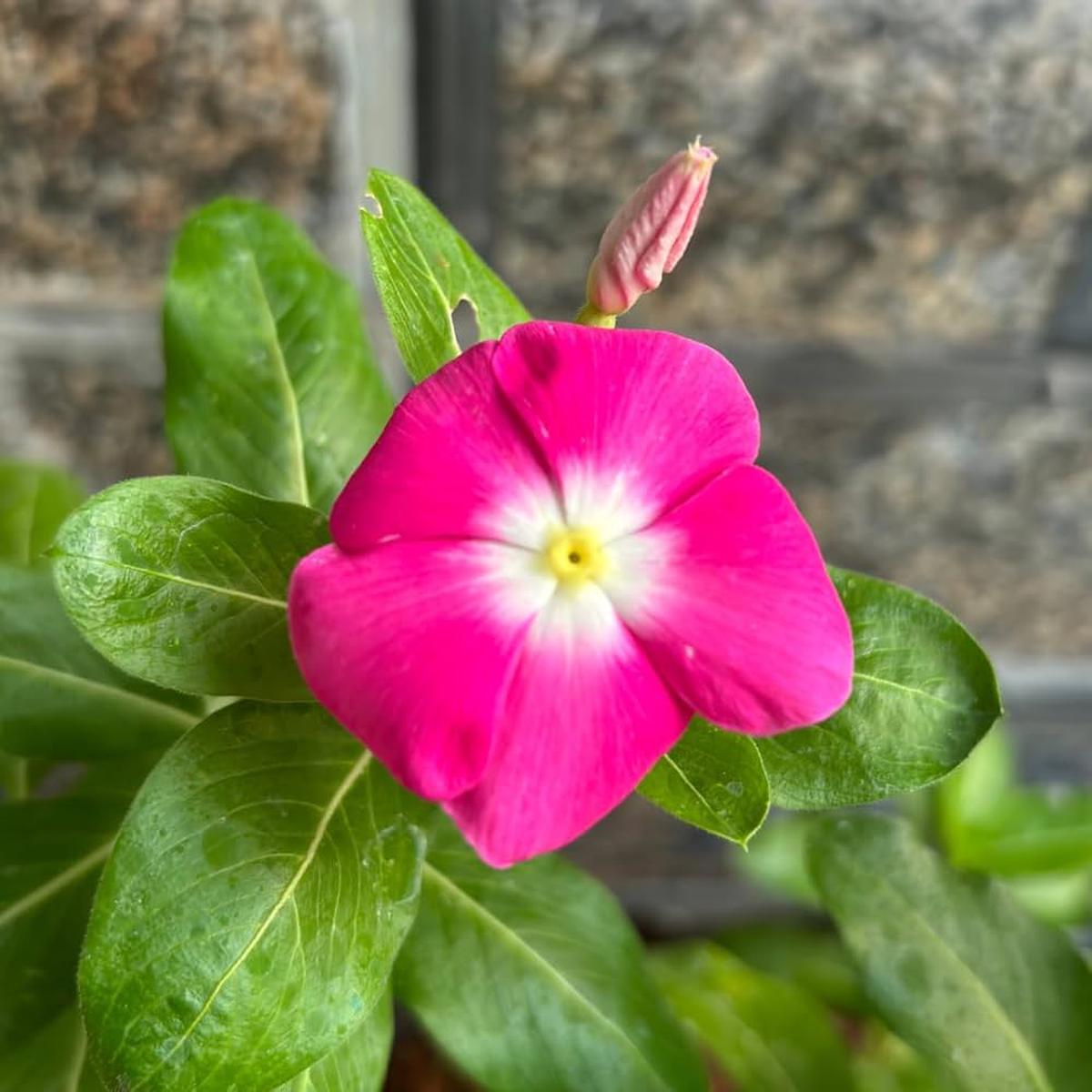 Vinca Annual Raspberry Cooling Seeds for Beautiful Blooms