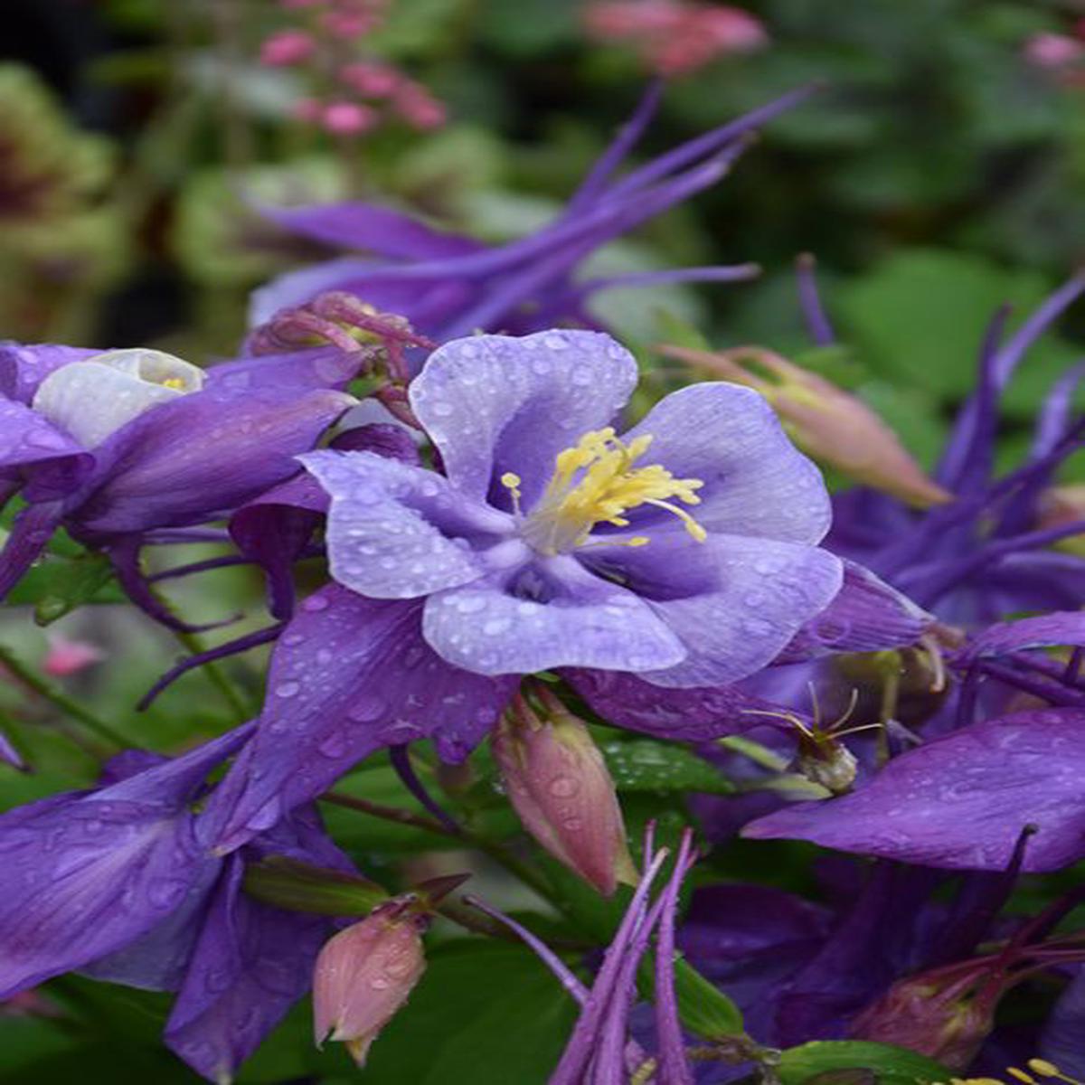 Violet Blue Aquilegia Flower Seeds for Planting Heirloom Non-GMO High Germination