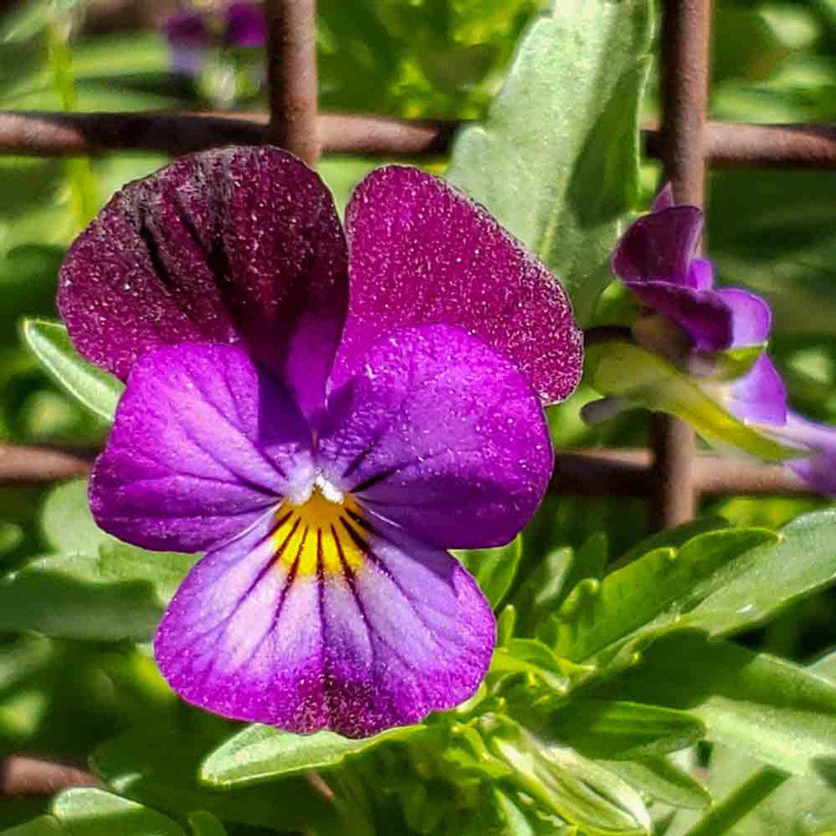 Violet Johnny Flower seeds for Planting – Bright Blooms, Heirloom & GMO Free Seeds for Home Garden