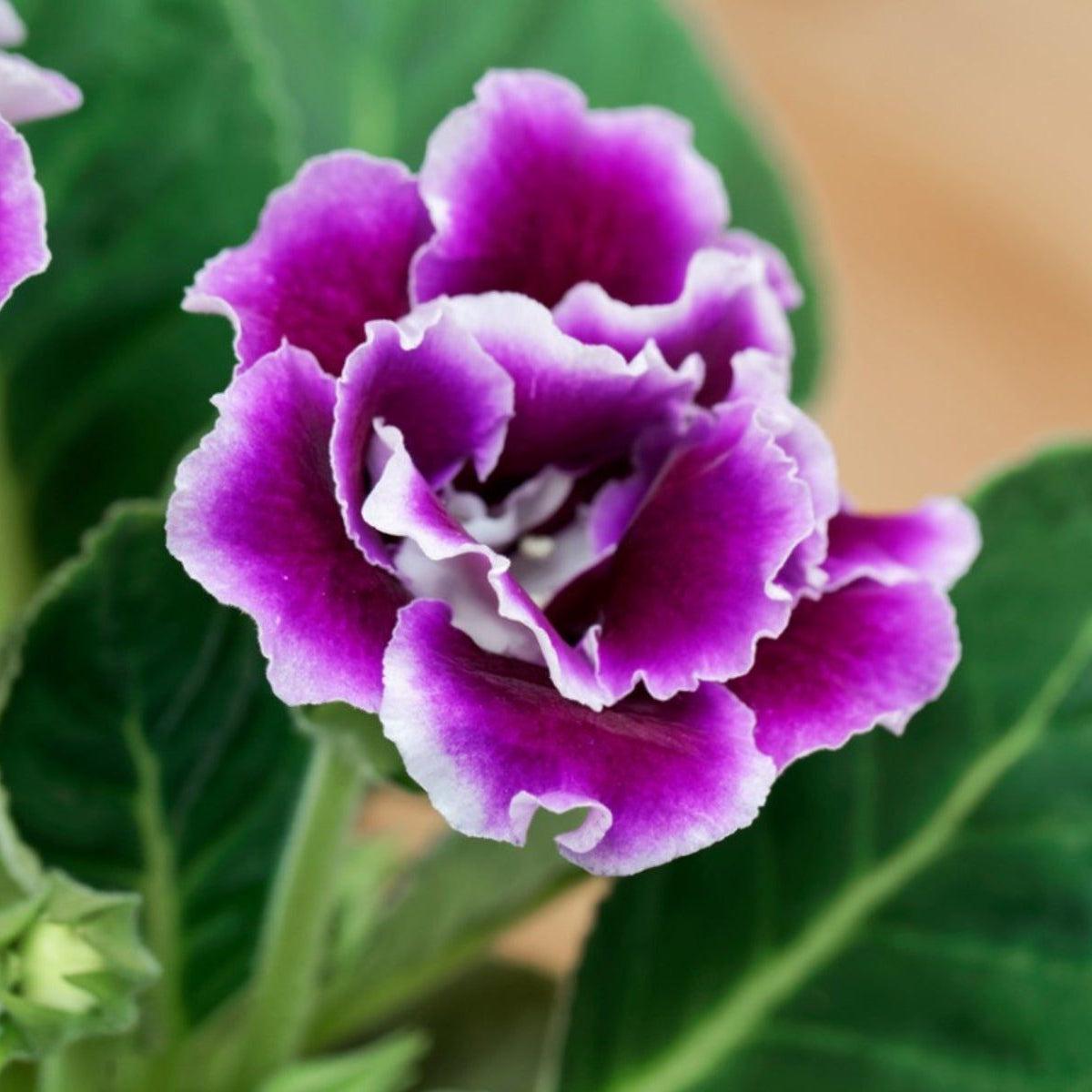 Violet Purple Gloxinia Flower Seeds for Planting Easy to Grow Heirloom & GMO Free Seeds for Home Garden Sale