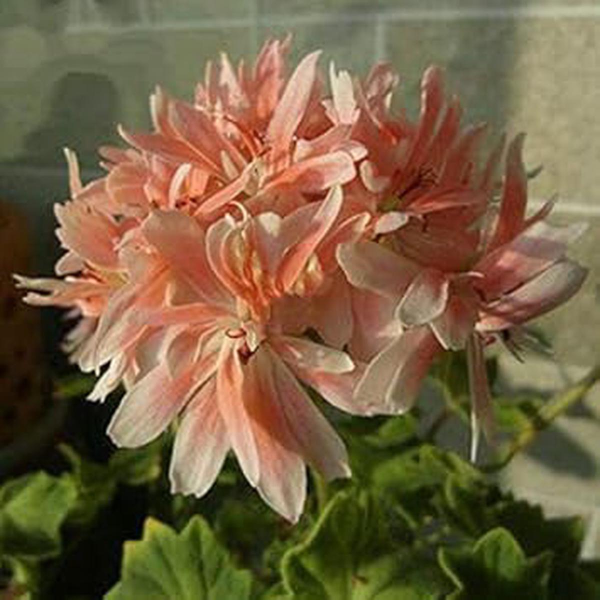 White Orange Pelargonium Flower Seeds  Heirloom, Non-GMO, High Germination Organic Garden Seeds for Planting