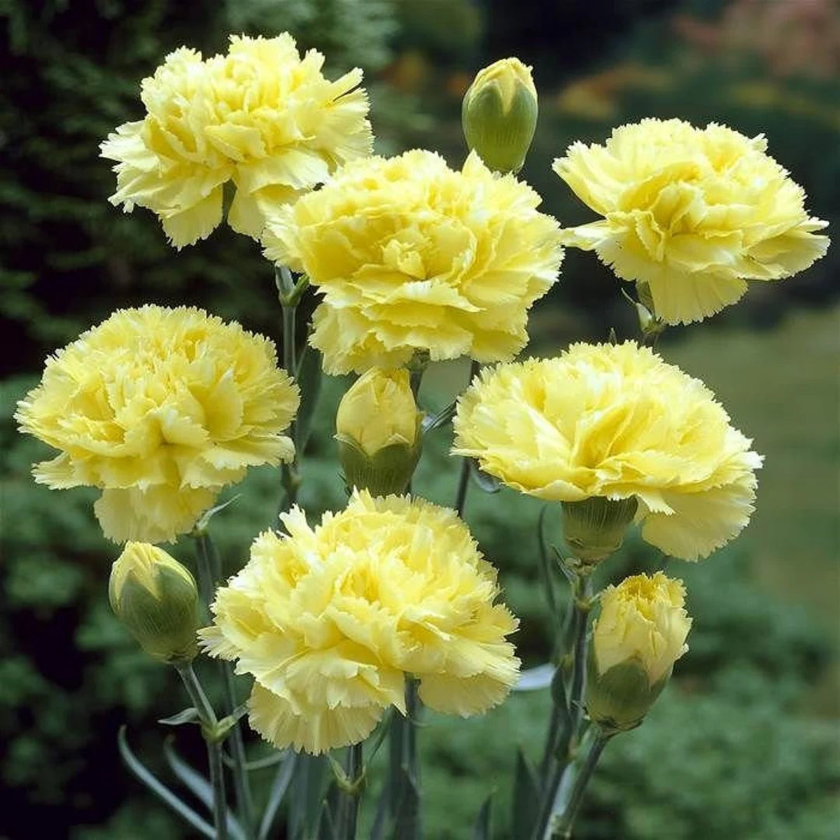 Yellow Caryophyllus Flower seeds for Planting – Long Bloom Season, Heirloom & GMO Free Seeds for Home Garden