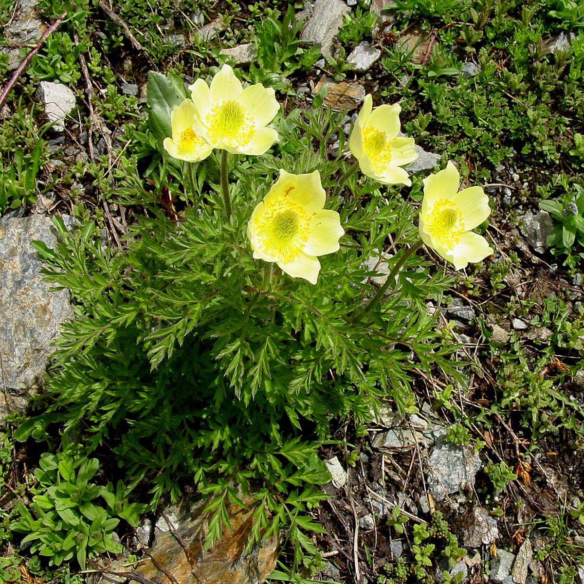 Yellow Perennial Flower seeds for Planting Premium Quality Heirloom & GMO Free Seeds for Home Garden