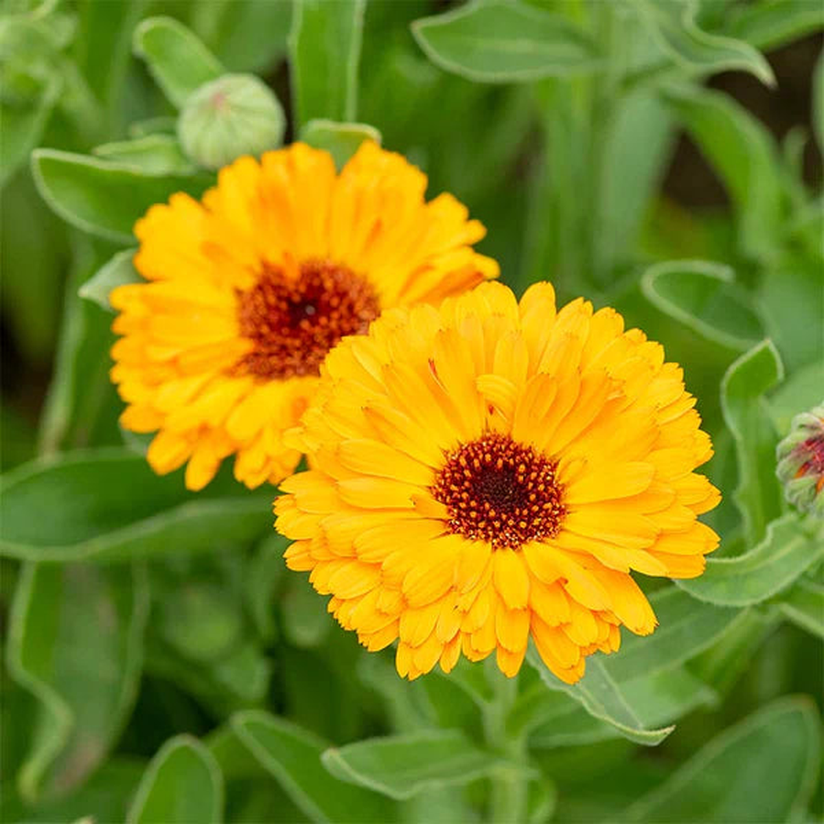 Calendula Marigold Flower Seeds for Planting Heirloom Non-GMO Seeds, High Germination Organic Garden Seeds