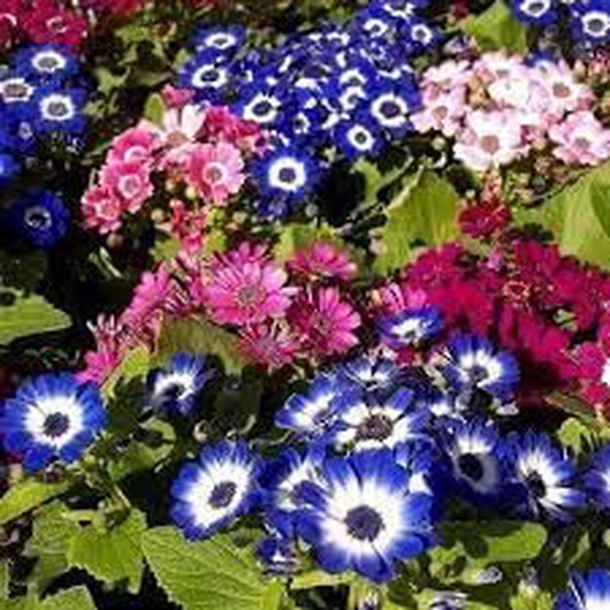 Cineraria Flower Seeds for Planting  Cottage Garden Essential, Heirloom, Non-GMO, High Germination Garden Seeds