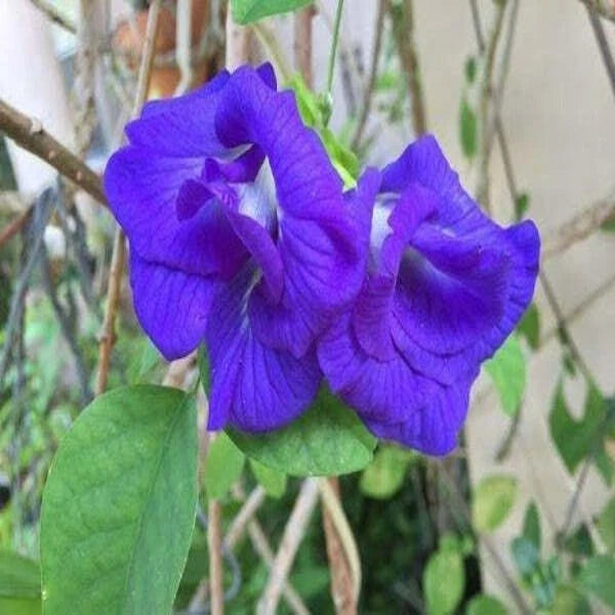 Clitoria ternatea Double Blue Butterfly Pea Seeds  Heirloom, Non-GMO, High Germination Organic Garden Seeds