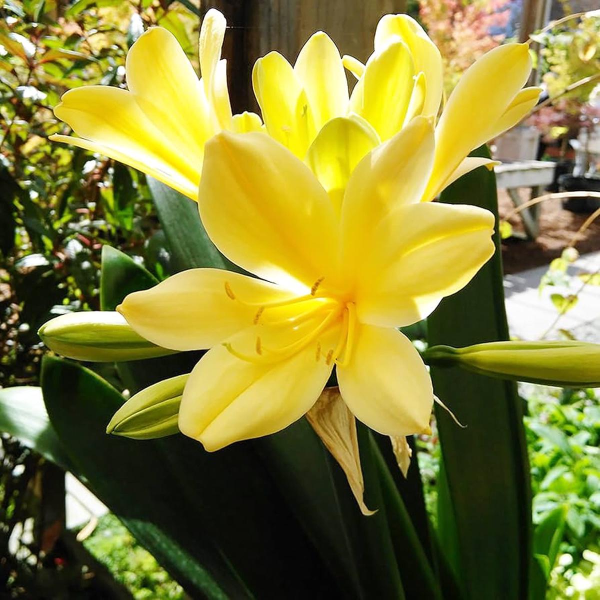 Clivia Flower Seeds – pcs for Foliage Plants & Air Purification in Home Gardens