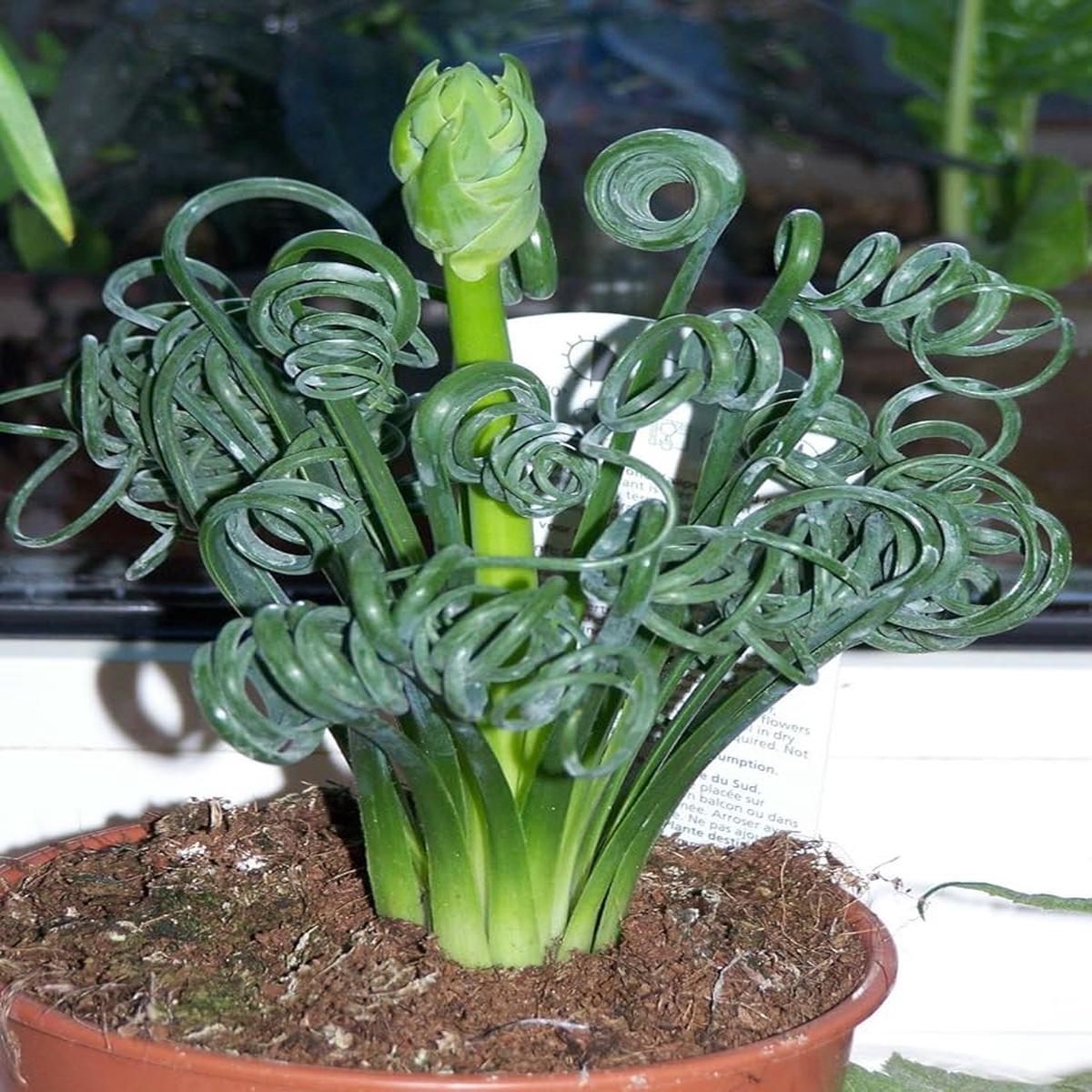 Curly Twisted Plant Seeds for Planting – 100