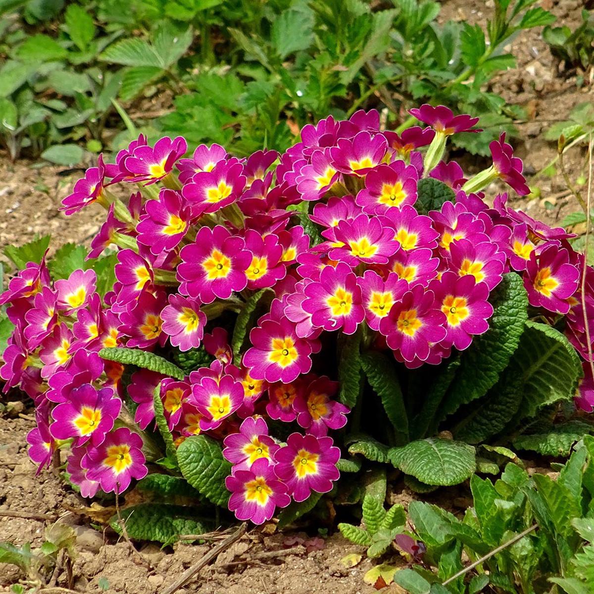Dark Pink Primula Flower Seeds for Planting Heirloom, Non-GMO, High Germination Organic Garden Seeds