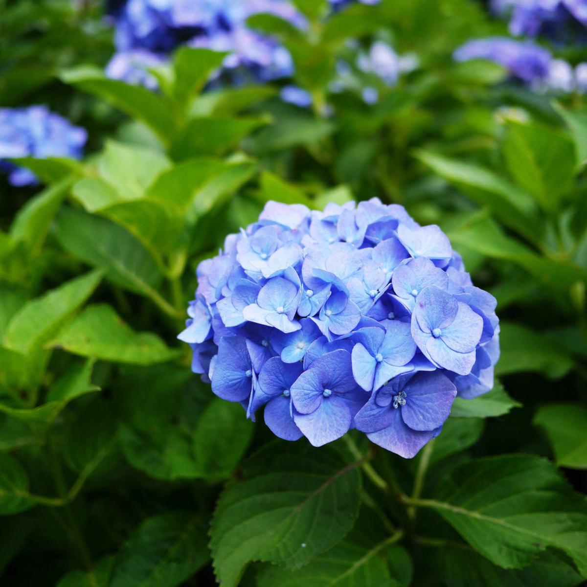 Deep Blue Hydrangea Flower seeds for Planting – Premium Quality, Heirloom & GMO Free Seeds for Home Garden