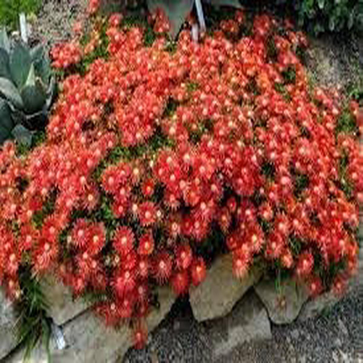 Delosperma Carmine Flower Seeds for Planting Perfect for Borders, Heirloom, Non-GMO, Organic Garden Seeds
