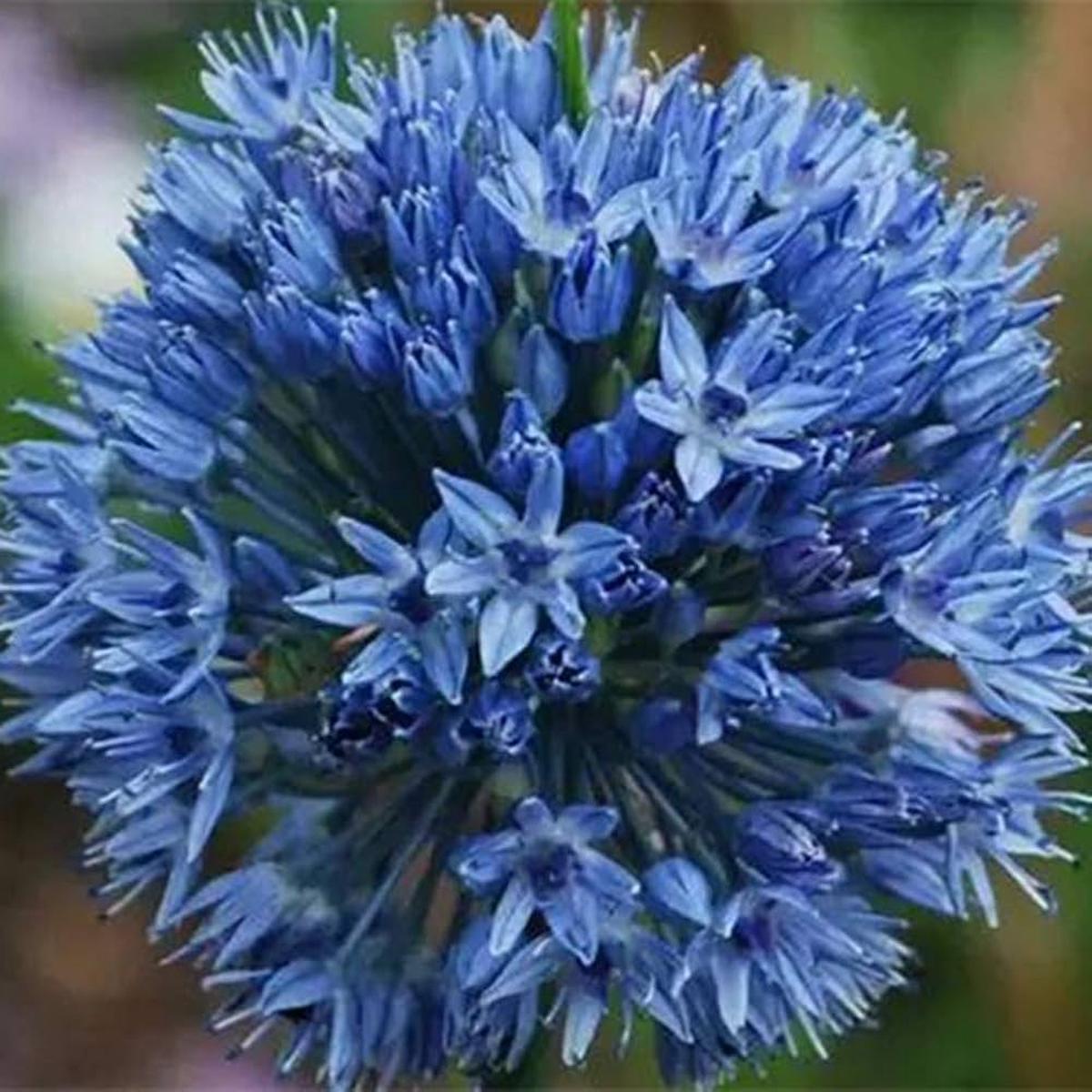 Giant Onion Seeds for Planting Allium Giganteum Garden Flowers ( pcs)