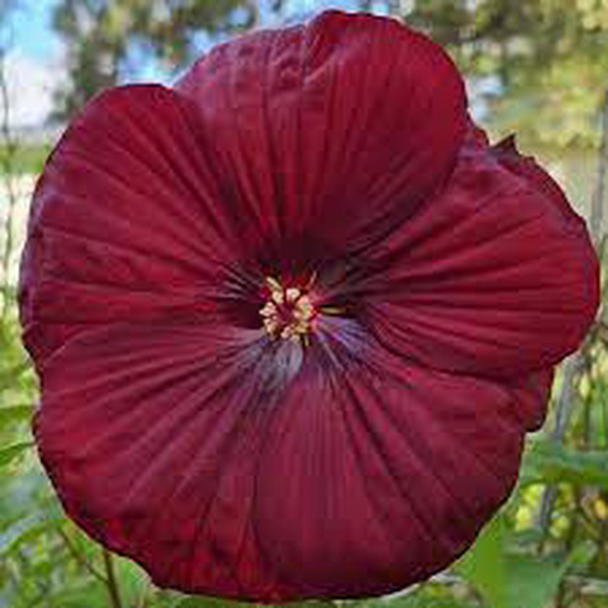 Heirloom Non-GMO Maroon Hibiscus Flower Seeds for Planting  High Germination Organic Garden Seeds