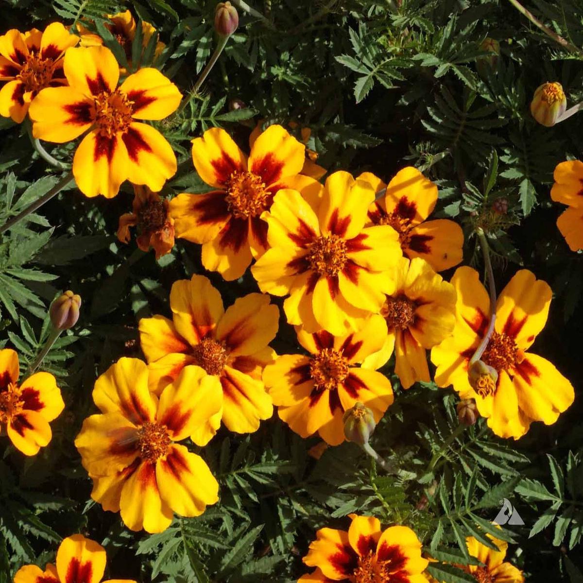 Marigold Marietta Flower seeds for Planting Vibrant Colors Heirloom & GMO Free Seeds for Home Garden   Sale