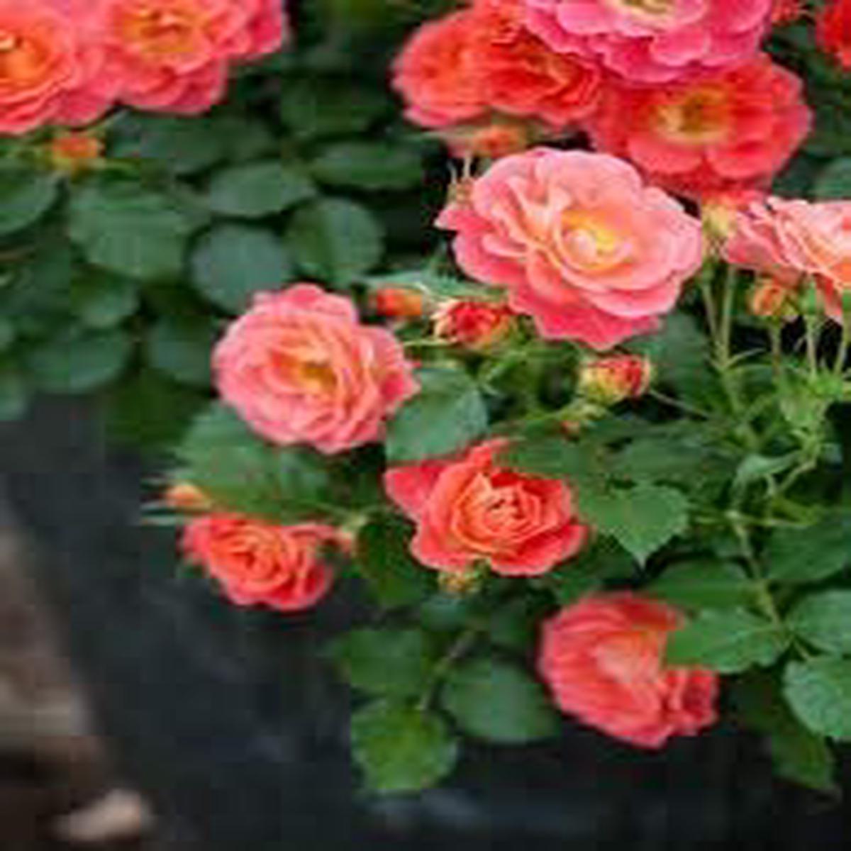 Organic Orange Pink Rose Flower Seeds for Planting Heirloom, Non-GMO, High Germination Garden Seeds