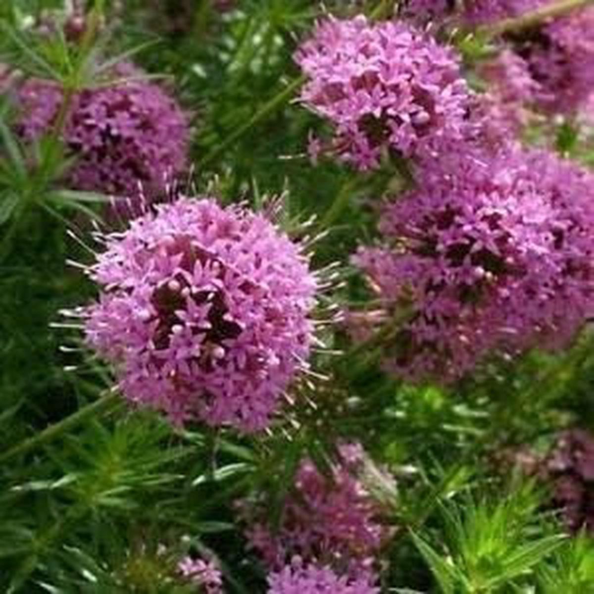 Pink Crossworts Flower Seeds for Planting  Heirloom, Non-GMO, Fragrant Blossoms Organic Garden Seeds