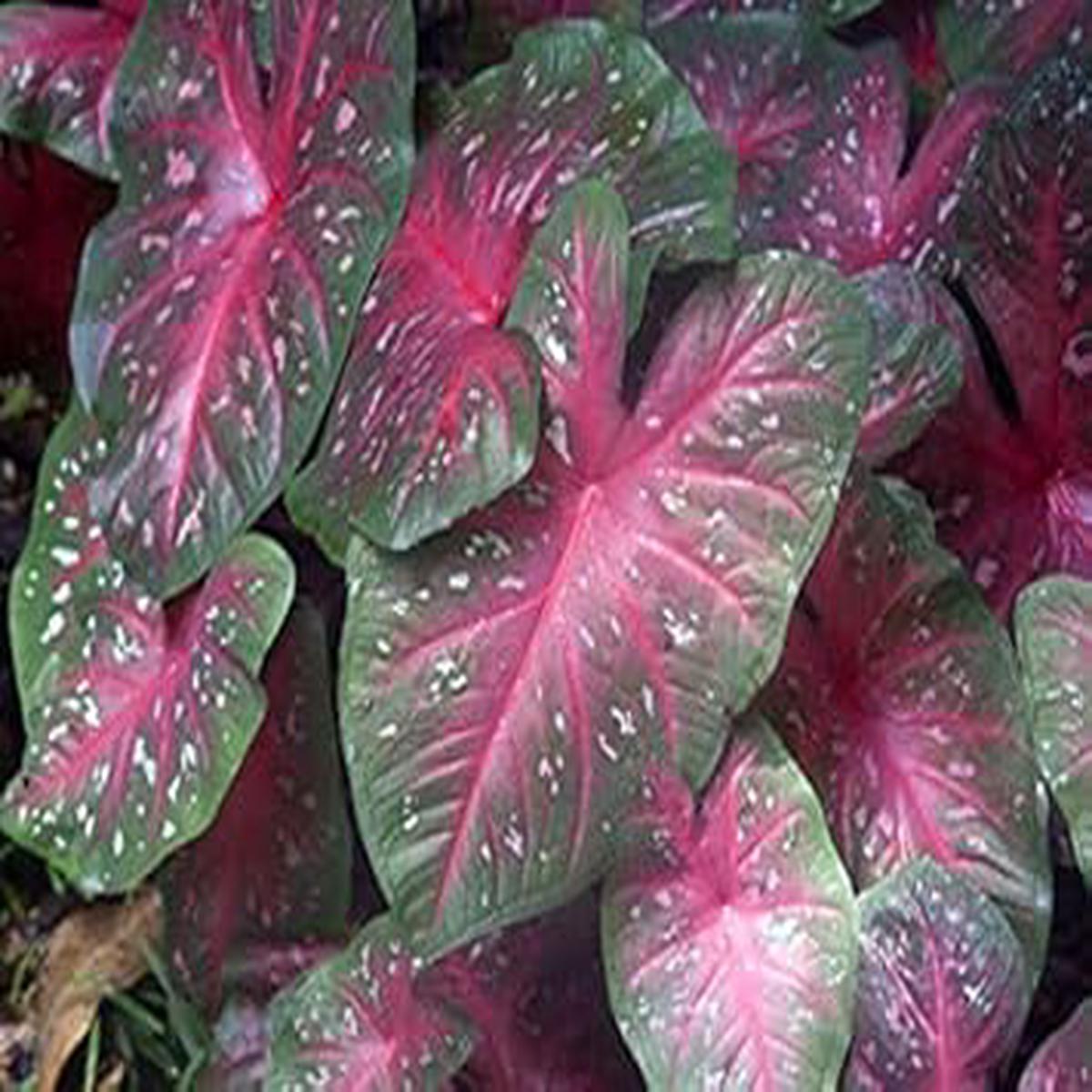 Pink Thailand Caladium Flower Seeds for Planting  Heirloom, Non-GMO, High Germination Tropical Garden Seeds