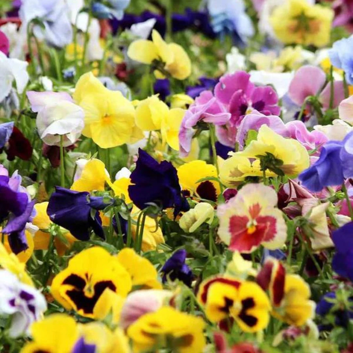 Premium Pansy Seeds Swiss Giants Flower seeds  Heirloom, Non-GMO, High Germination Organic Garden Seeds